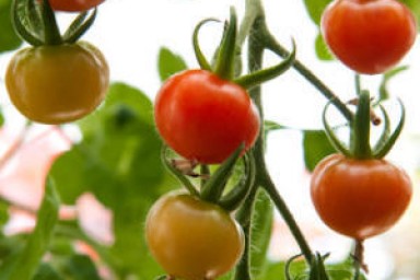 Organic Tomatoes Contain Higher Levels of Antioxidants Than Conventional Tomatoes, Study Suggests